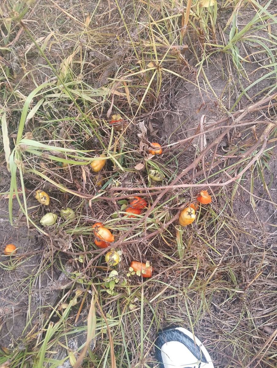 Invest in a Beautiful Farmland and Start Making Yearly Returns, Alabata, Abeokuta. 25 Mins Drive From Funaab, Abeokuta North, Ogun, Commercial Land for Sale