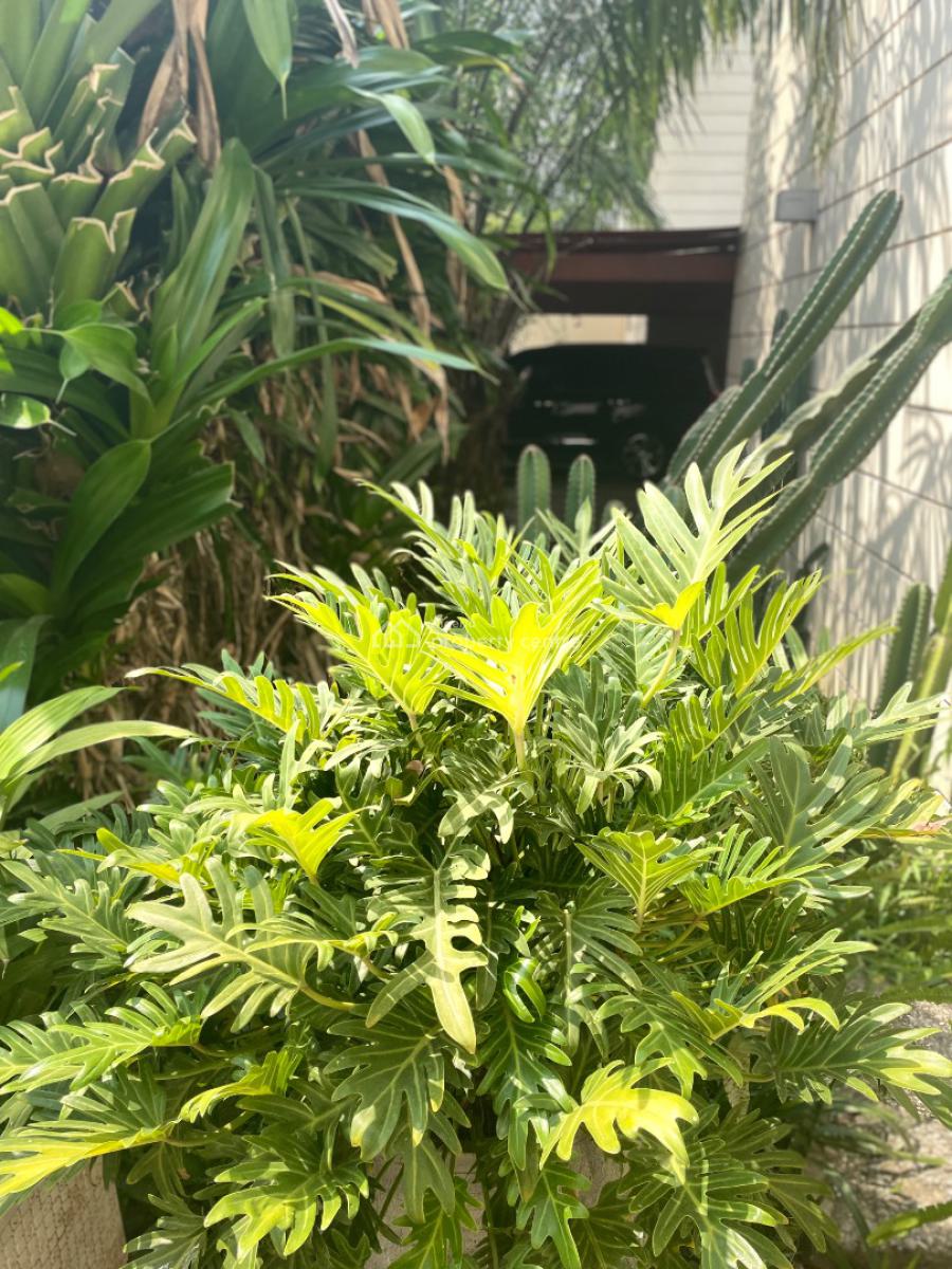 Fully Detached House 5 Bedroom, Bourdillion, Old Ikoyi, Ikoyi, Lagos, Detached Duplex for Rent