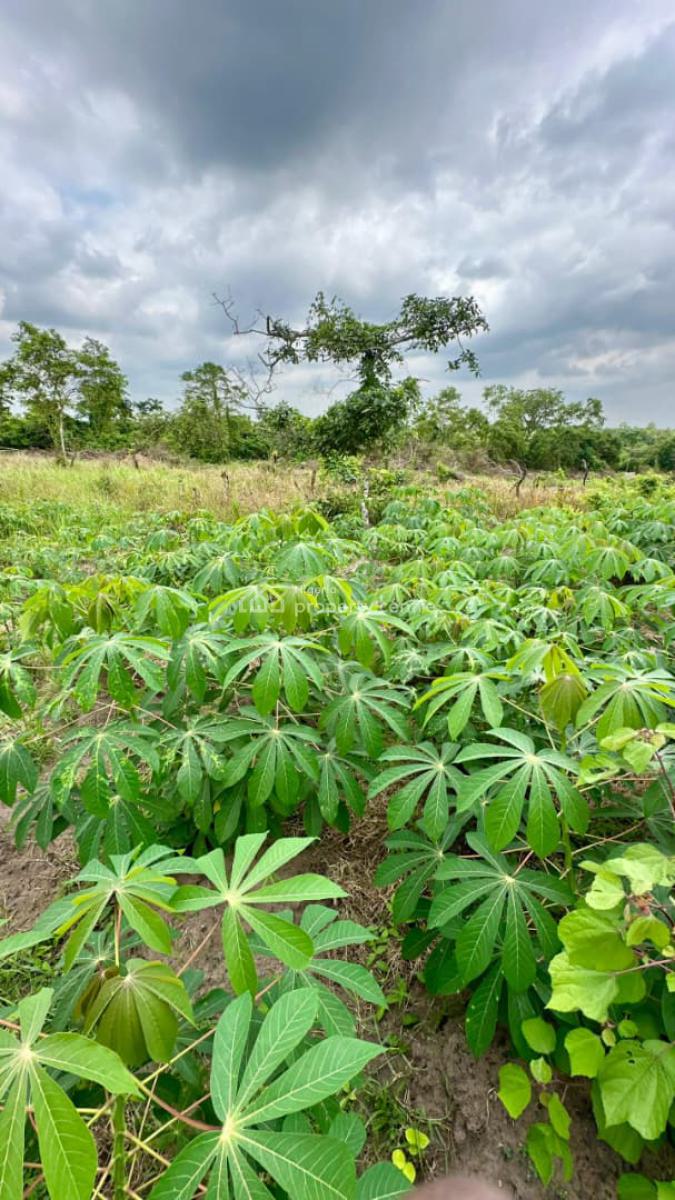 Most Profitable Farm Land of The Day, Alabata , Buy 5 Plots Get 1 Plot Free and We Can Also Farm for You, Abeokuta North, Ogun, Commercial Land for Sale