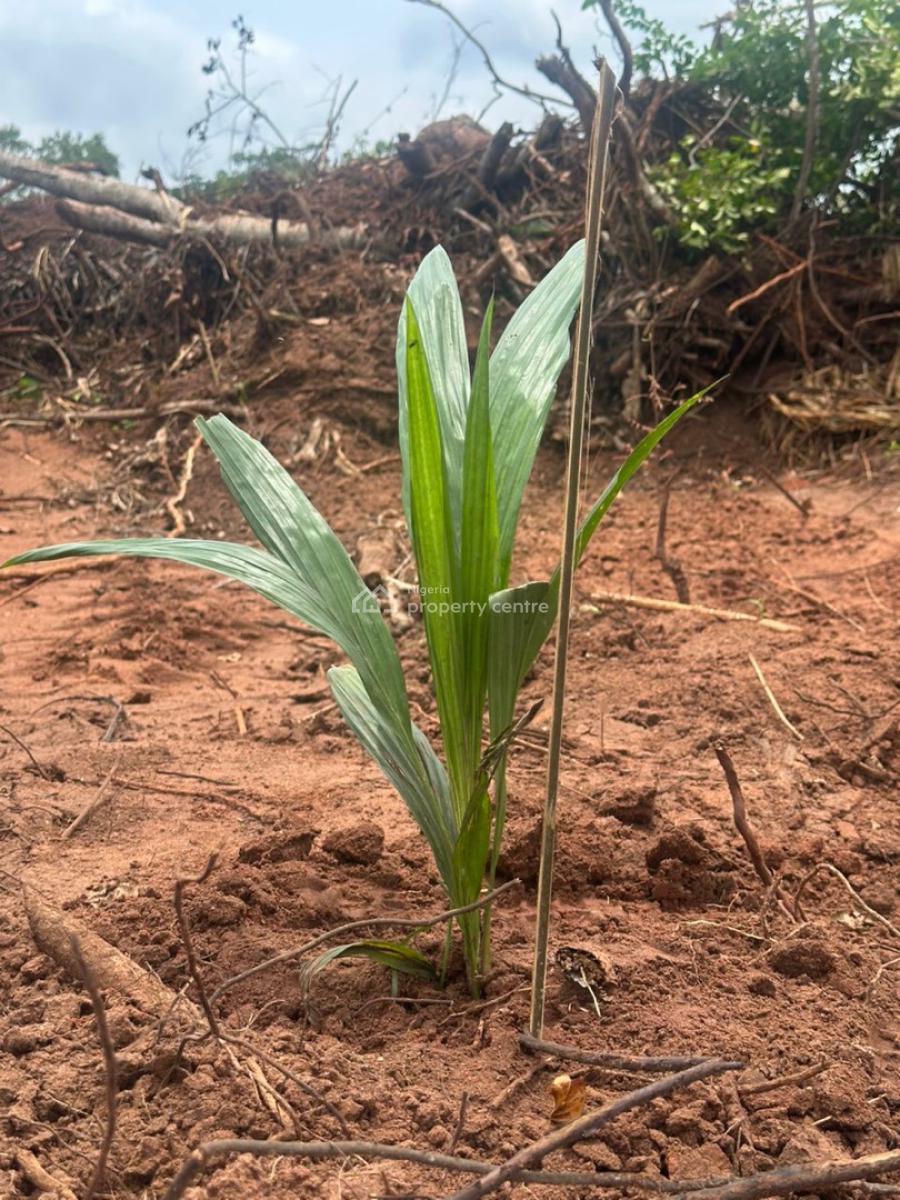 1 Acre of Palm Tree Plantation, Yewa North, Imeko Afon, Ogun, Industrial Land for Sale