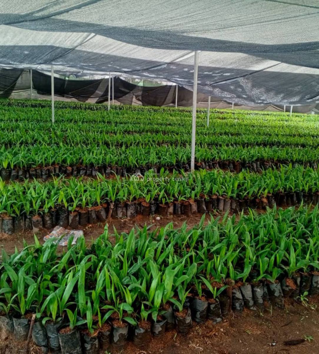 Oil Palm Plantation Developed for Long-term Agricultural Use, Palmrich Farm Phase 2, Ewekoro, Ogun, Mixed-use Land for Sale