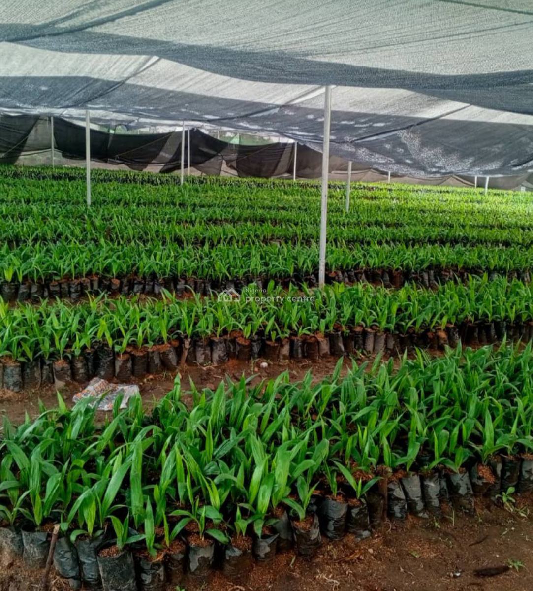 Oil Palm Plantation Developed for Long-term Agricultural Use, Palmrich Farm Phase 2, Ewekoro, Ogun, Mixed-use Land for Sale