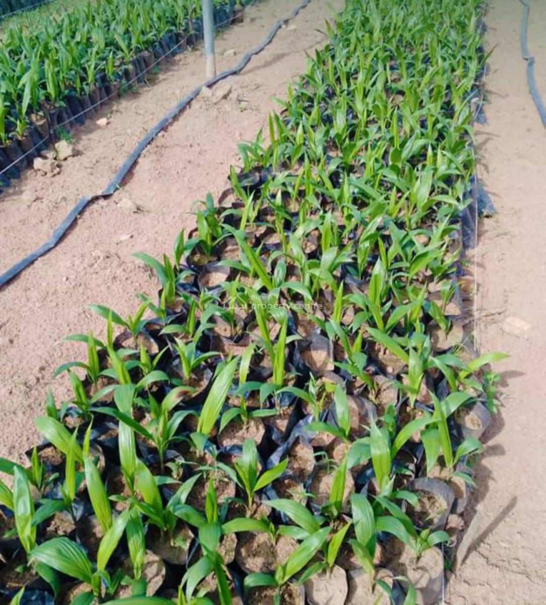 Oil Palm Plantation Developed for Long-term Agricultural Use, Palmrich Farm Phase 2, Ewekoro, Ogun, Mixed-use Land for Sale