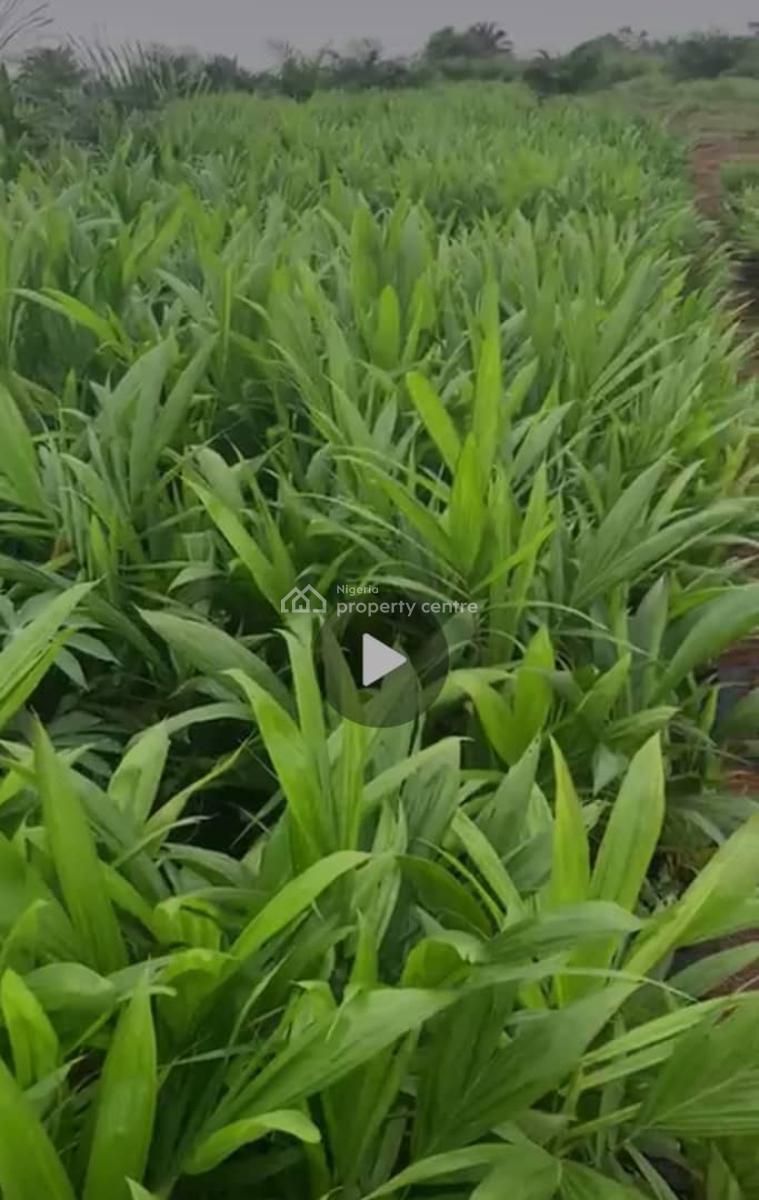 Farm Land, Aso Ilobi Road, Ewekoro, Ogun, Commercial Land for Sale