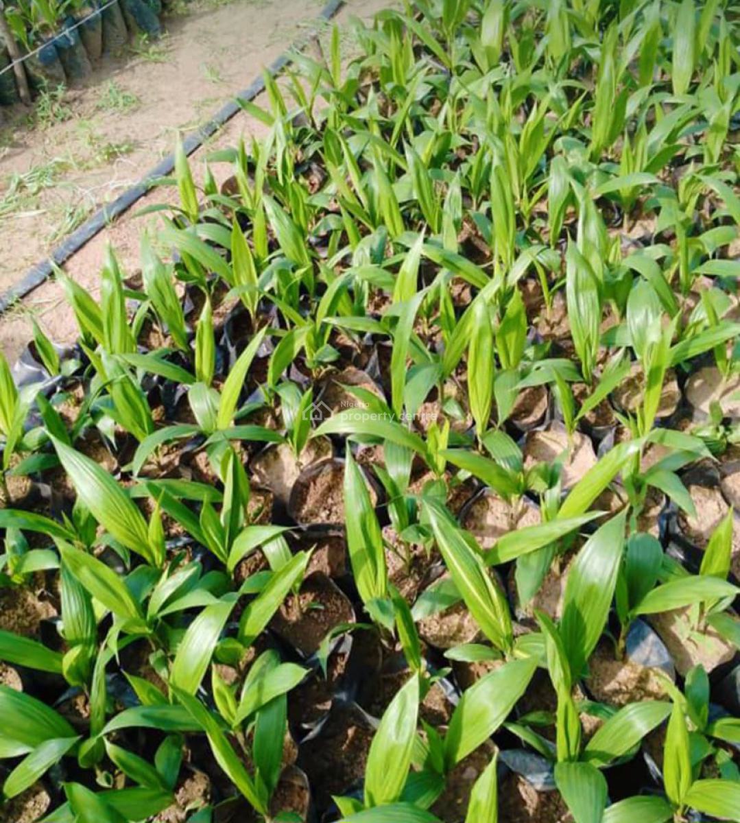 Productive Oil Palm Plantation with Scalable Growth Potential, Palmrich Estate Phase 5, Ibadan, Oyo, Commercial Land for Sale