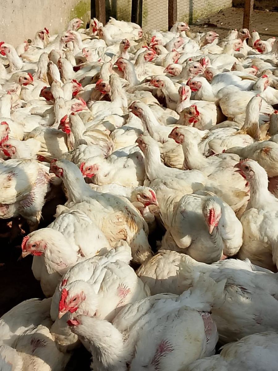 Animal/livestock Farming, Igbonla, Epe, Lagos, Land for Sale