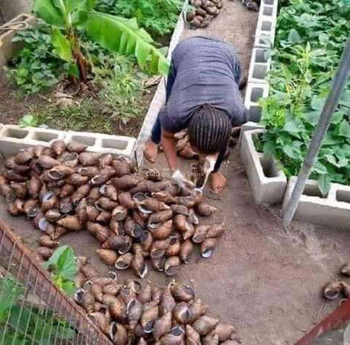 Animal/livestock Farming, Igbonla, Epe, Lagos, Land for Sale