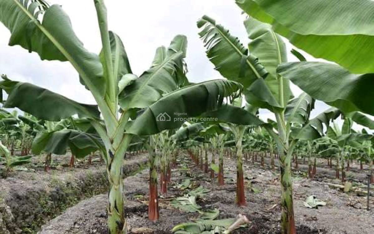 Fertile Farmlands, Ikanna Olopa, Shapade, Obafemi Owode, Ogun, Mixed-use Land for Sale