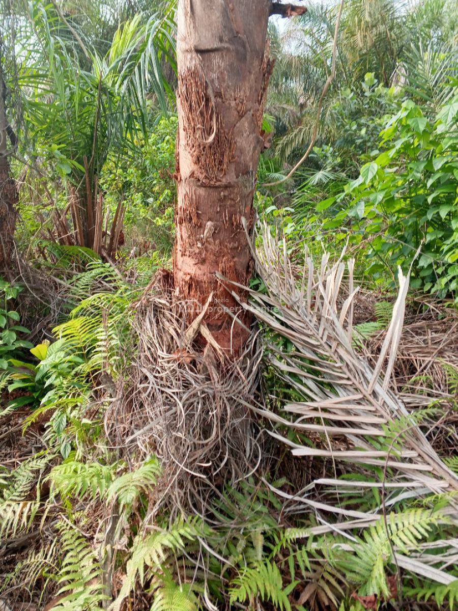 Affordable Half Plot of Dry Residential Land with Village Excision, New Road Omi Alagbo Village Excision, Awoyaya, Ibeju Lekki, Lagos, Residential Land for Sale