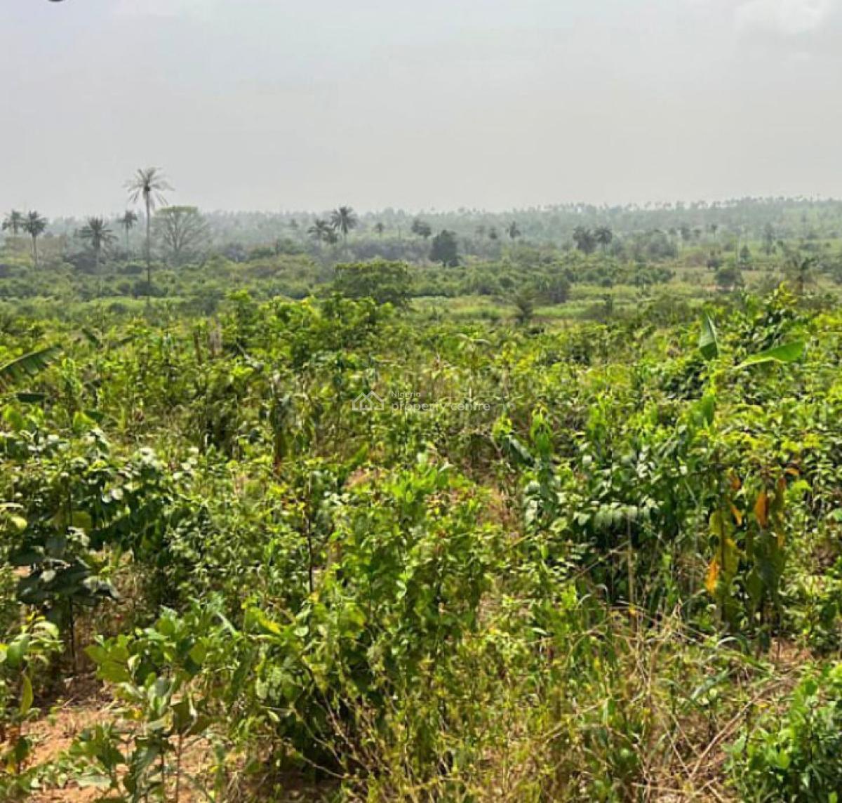 Acres & Hectares of Cocoa Plantation Along Oou Road, Ago-iwoye, Oou Road, Ago-iwoye, Ake, Ijebu North, Ogun, Land for Sale