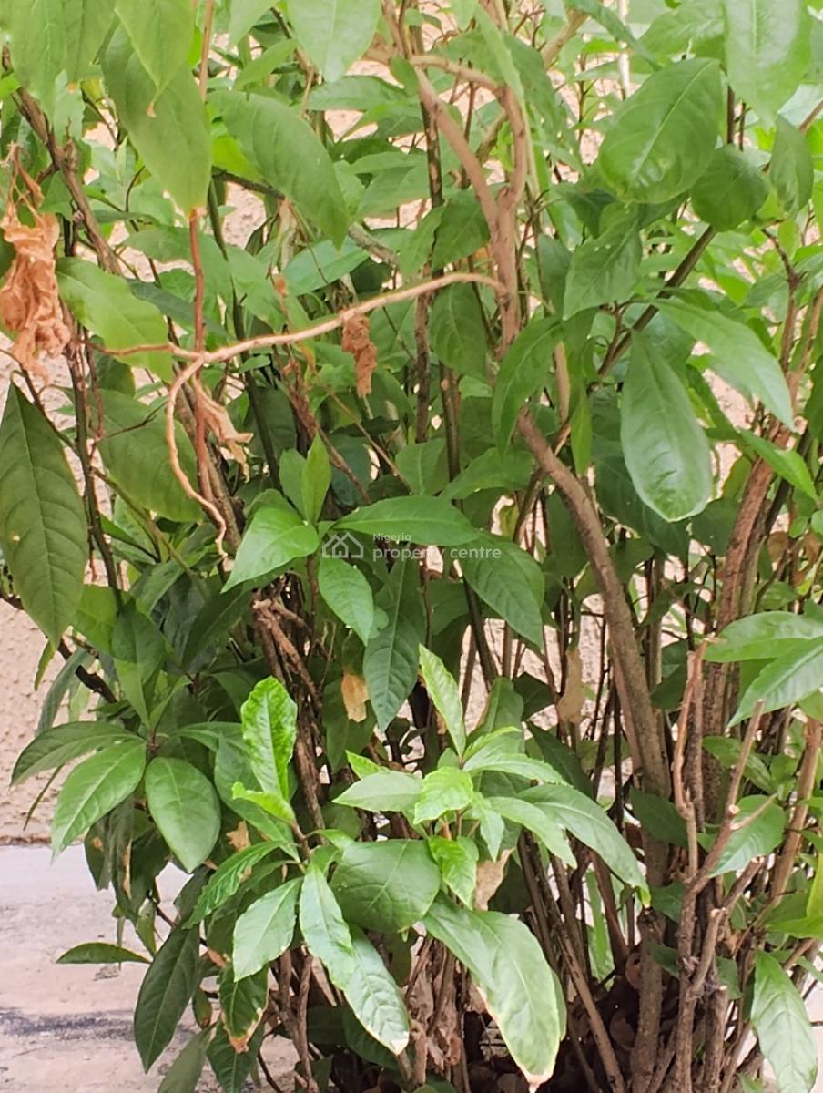 Commercial Land, Behind Defense College, Central Area Phase 2, Abuja, Commercial Land for Sale