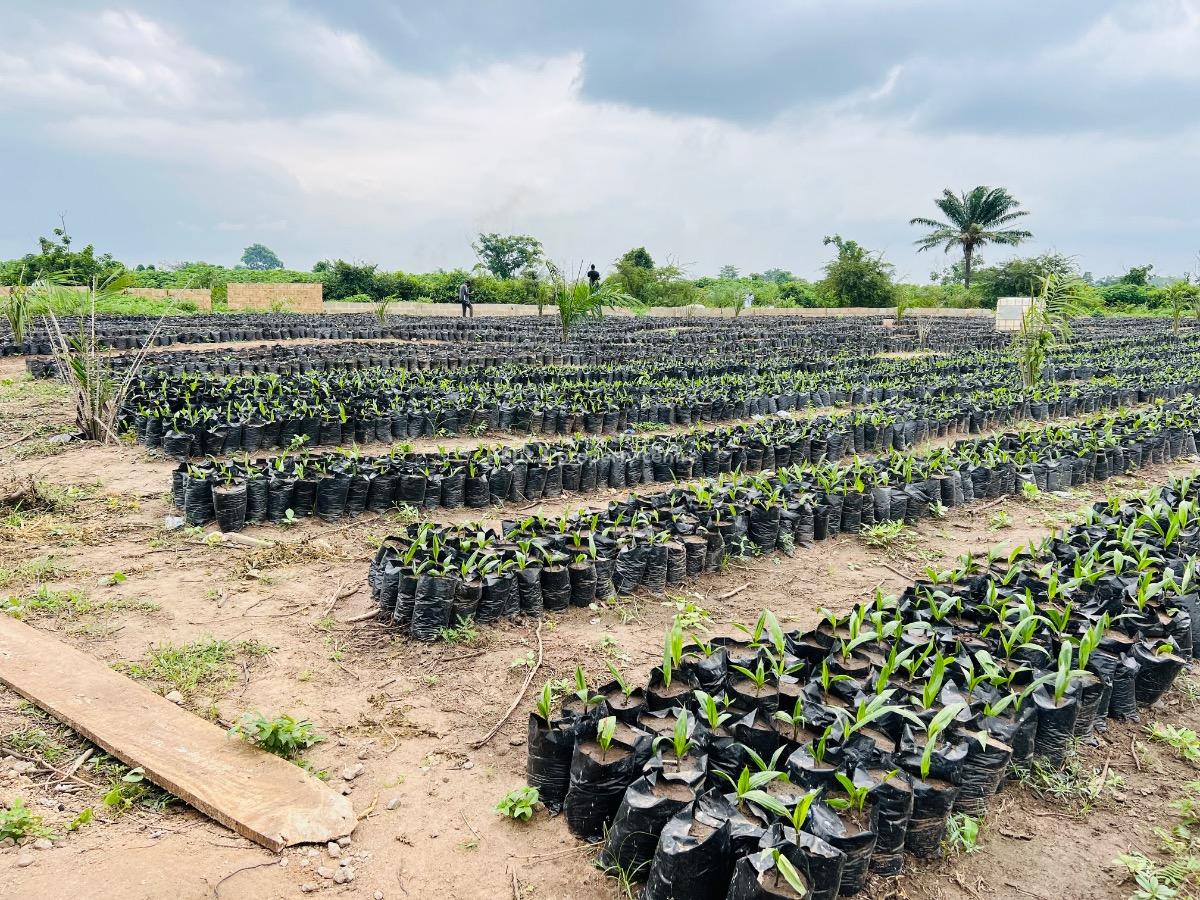 Oil Palm and Plantain Estate Farming in Abeokuta Ogun State, 25 Minutes Drive to Funaab Abeokuta Ogun State, Abeokuta North, Ogun, Commercial Land for Sale