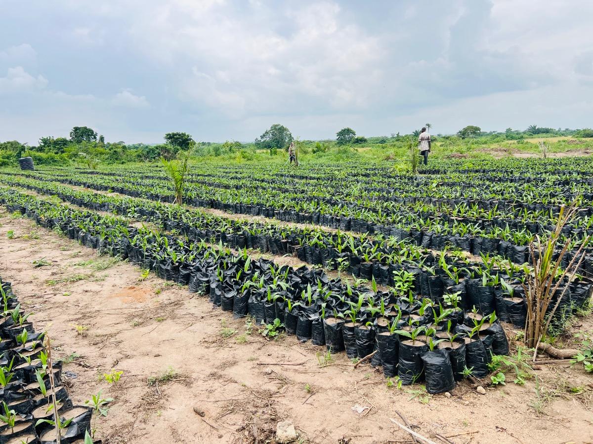 Oil Palm and Plantain Estate Farming in Abeokuta Ogun State, 25 Minutes Drive to Funaab Abeokuta Ogun State, Abeokuta North, Ogun, Commercial Land for Sale