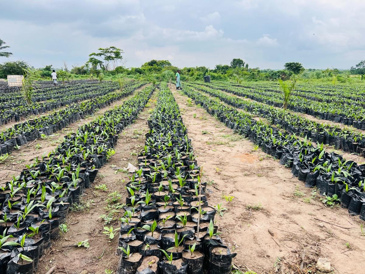 Oil Palm and Plantain Estate Farming in Abeokuta Ogun State, 25 Minutes Drive to Funaab Abeokuta Ogun State, Abeokuta North, Ogun, Commercial Land for Sale