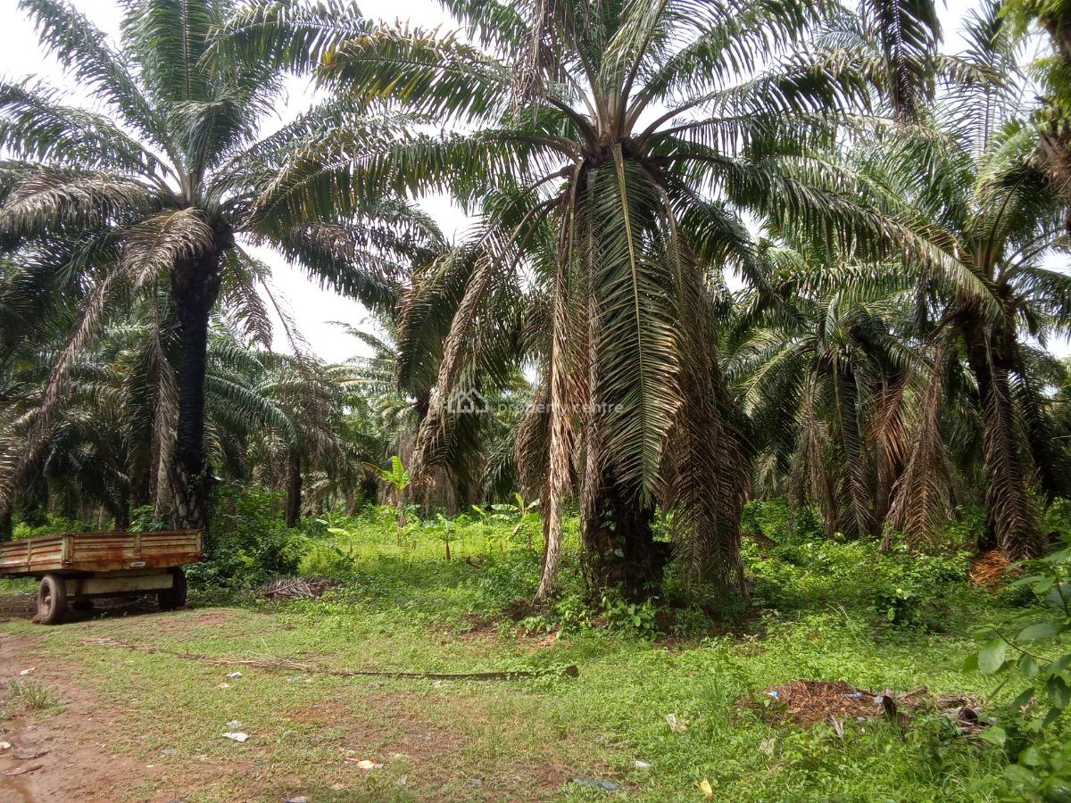 Palm Tree Plantation Farm, Ogbere, Ijebu East, Ogun, Commercial Property for Sale
