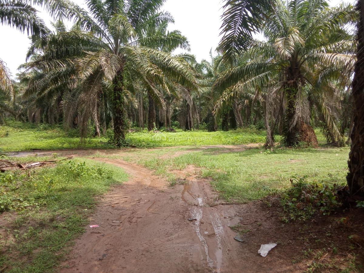 Palm Tree Plantation Farm, Ogbere, Ijebu East, Ogun, Commercial Property for Sale