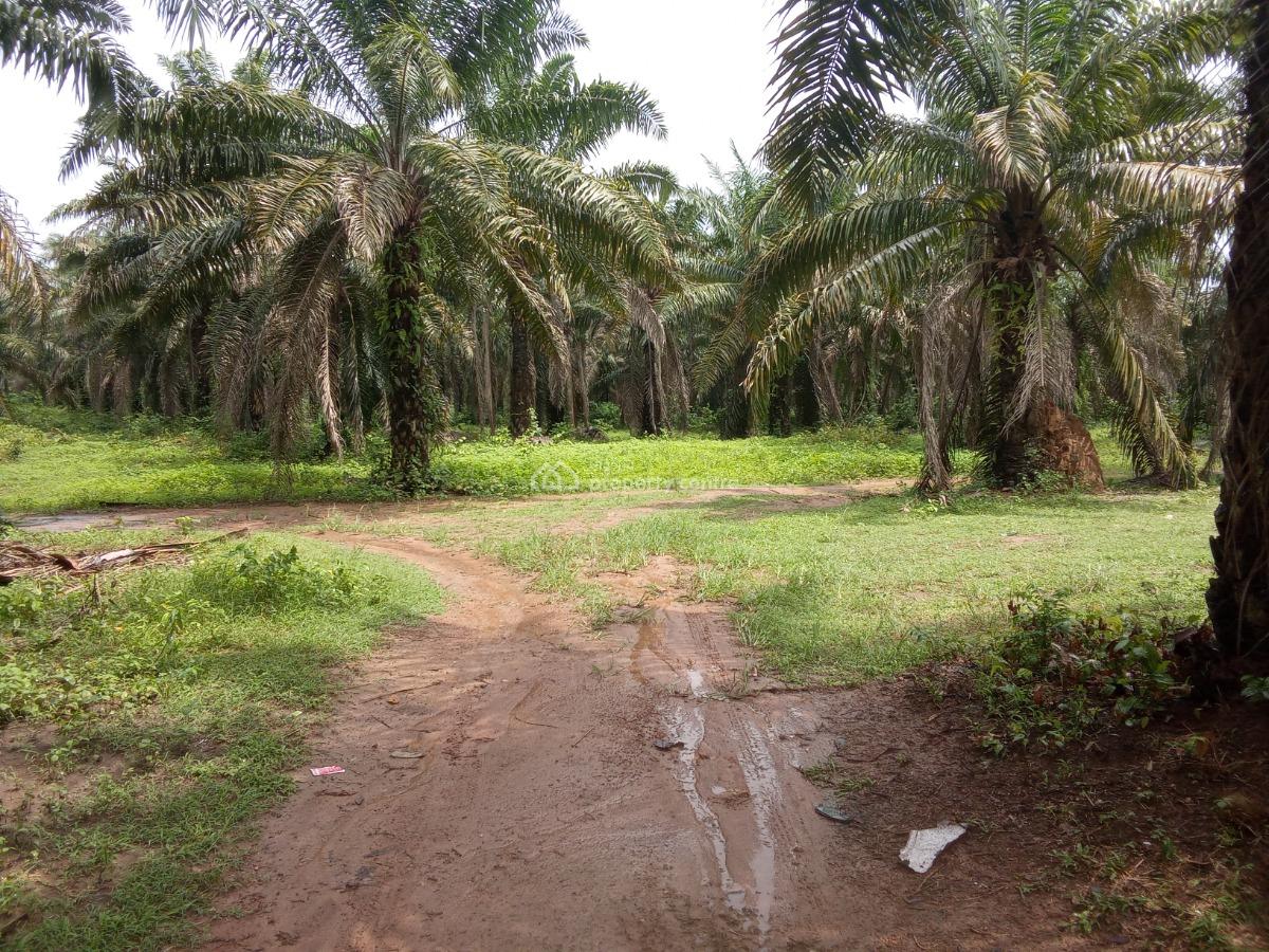 Palm Tree Plantation Farm, Ogbere, Ijebu East, Ogun, Commercial Property for Sale