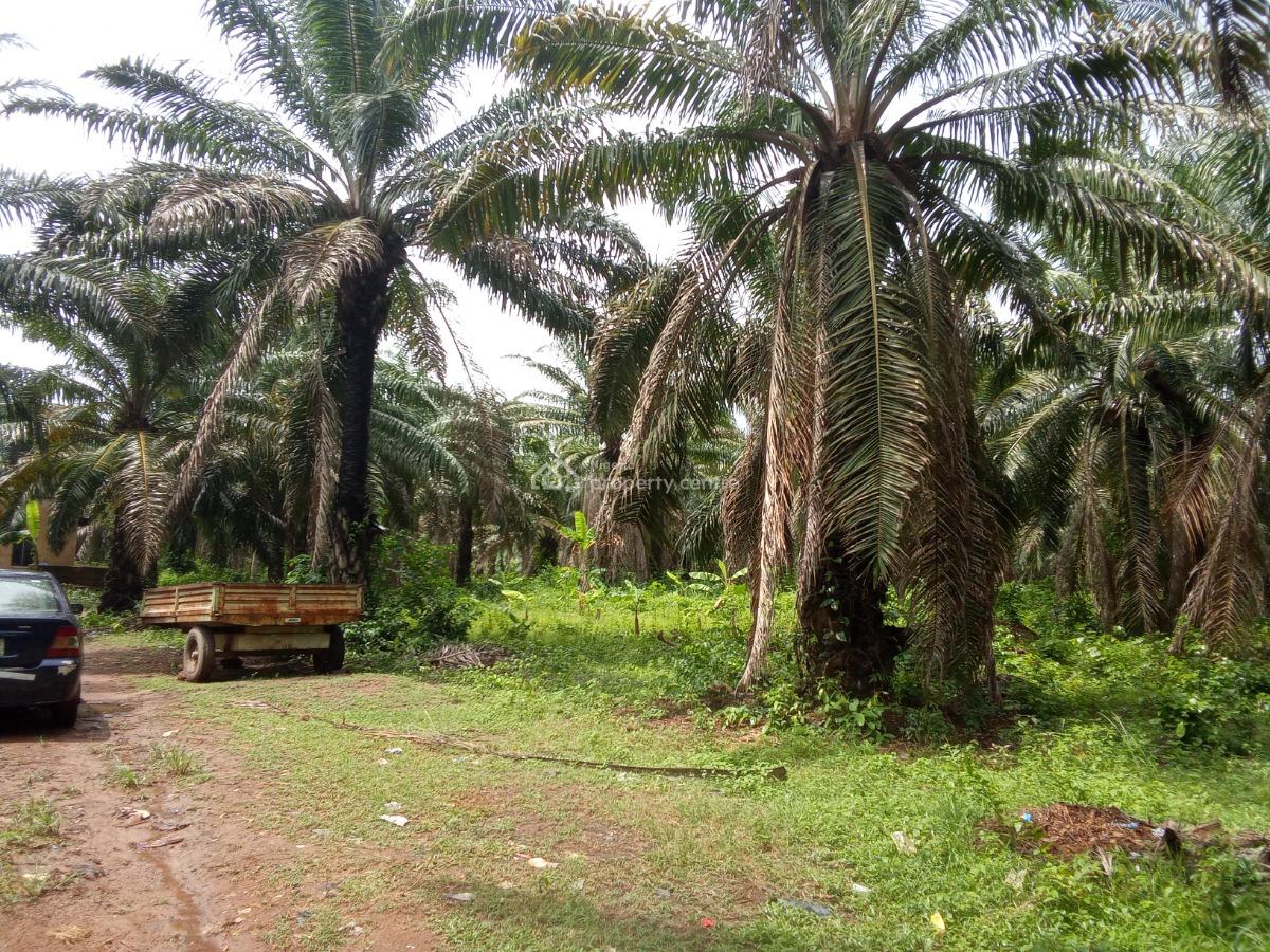 Palm Tree Plantation Farm, Ogbere, Ijebu East, Ogun, Commercial Property for Sale