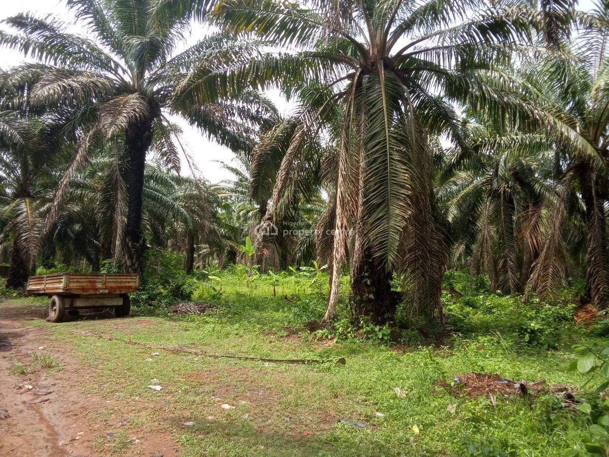 Palm Tree Plantation Farm, Ogbere, Ijebu East, Ogun, Commercial Property for Sale