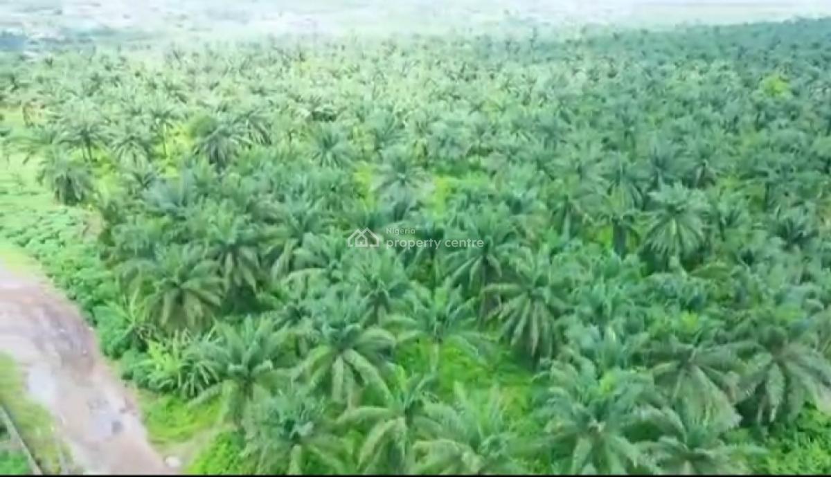 82,817 Acres of Palm Trees Farm Land, Agbara-atan Road, Abeokuta South, Ogun, Commercial Land for Sale
