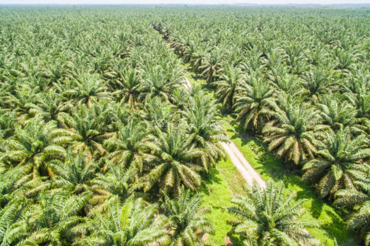 1 Acre of Palm Tree Farm Land, Abeokuta South, Ogun, Mixed-use Land for Sale