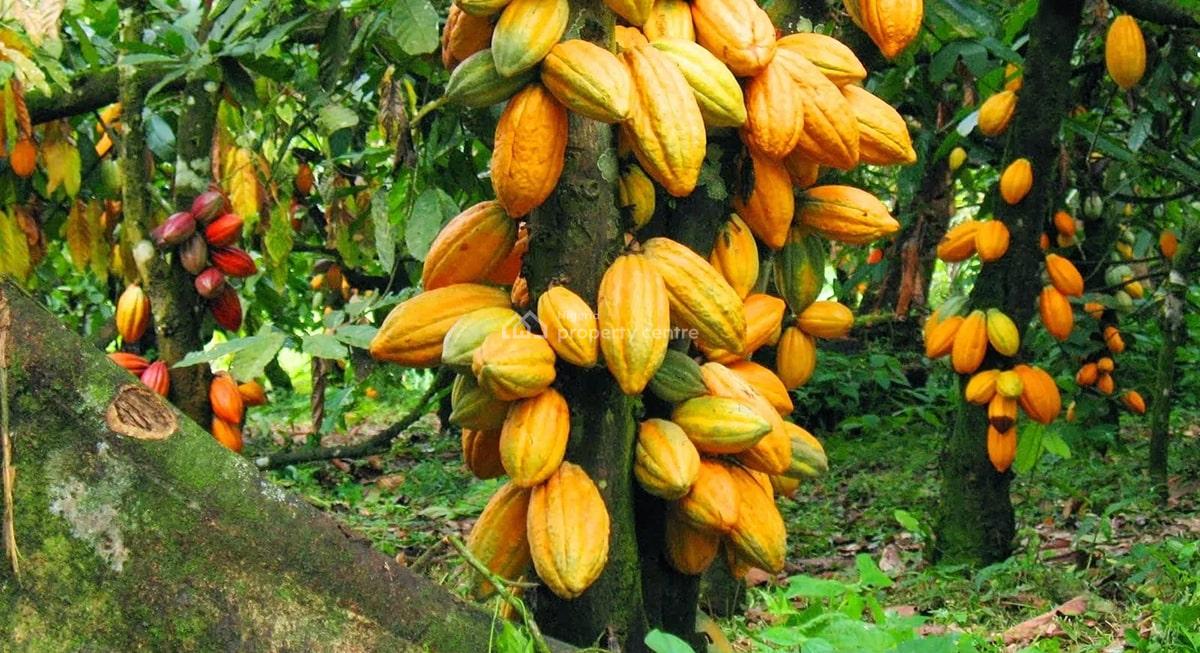 High Yield Cocoa Farmland-ready for Investment for Smart Investors, Cocoa Republic,one Acre+400 Seedlings,we Farm While You Earn, Obafemi Owode, Ogun, Commercial Land for Sale