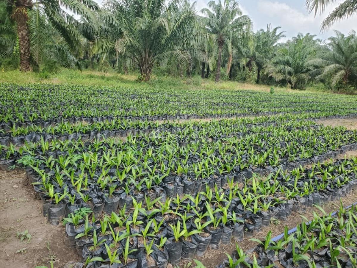 Oil Palm Trees Ownership, Onigbedu, Ewekoro, Ogun, Residential Land for Sale