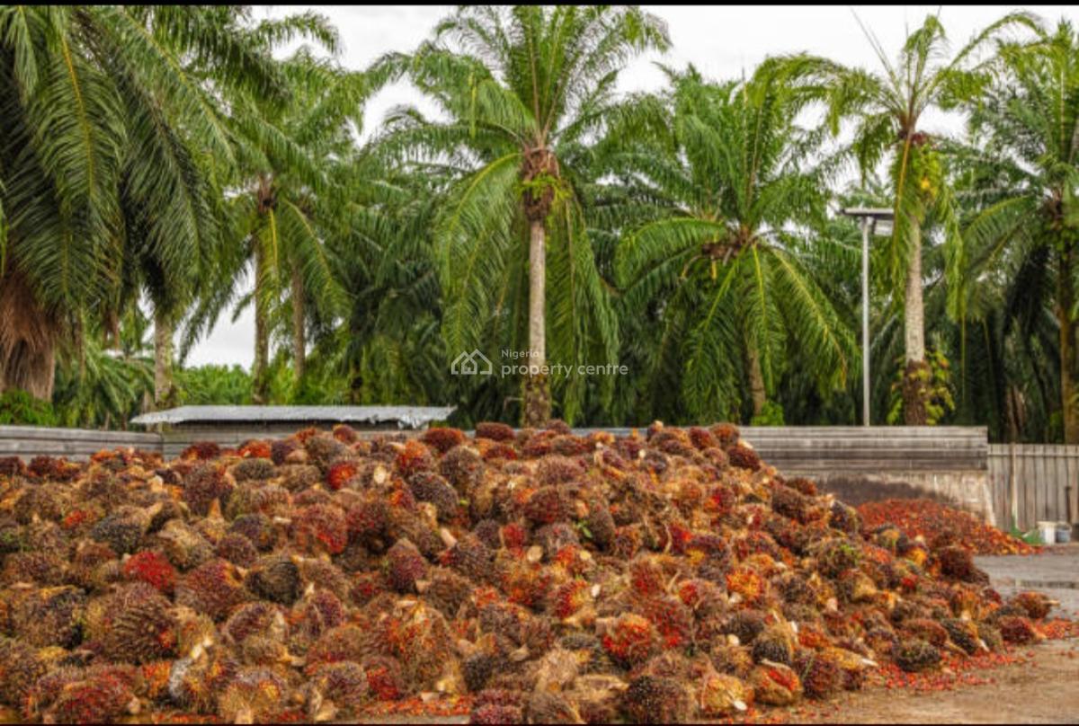 5,000 Acres of Palm Fruit Plantation Farm-land Situated at Ijebu East, Ijebu East, Ijebu East, Ogun, Commercial Land for Sale