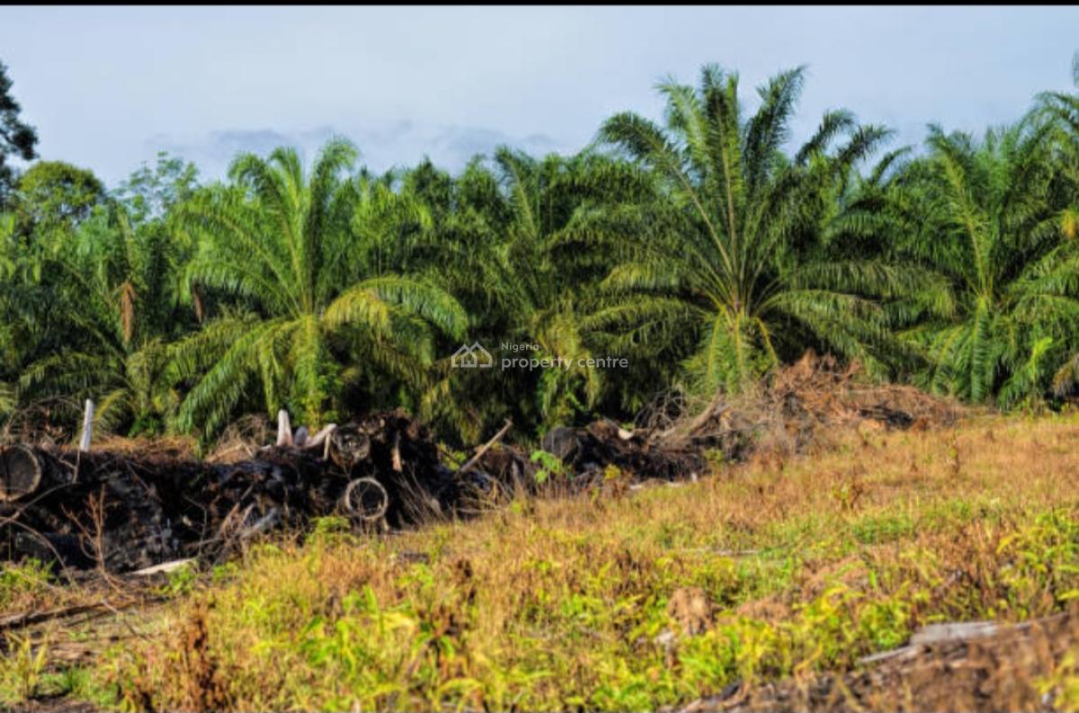 5,000 Acres of Palm Fruit Plantation Farm-land Situated at Ijebu East, Ijebu East, Ijebu East, Ogun, Commercial Land for Sale