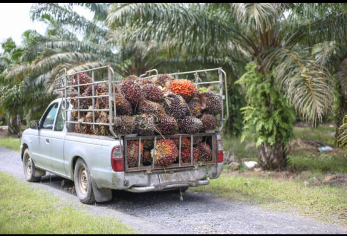 5,000 Acres of Palm Fruit Plantation Farm-land Situated at Ijebu East, Ijebu East, Ijebu East, Ogun, Commercial Land for Sale