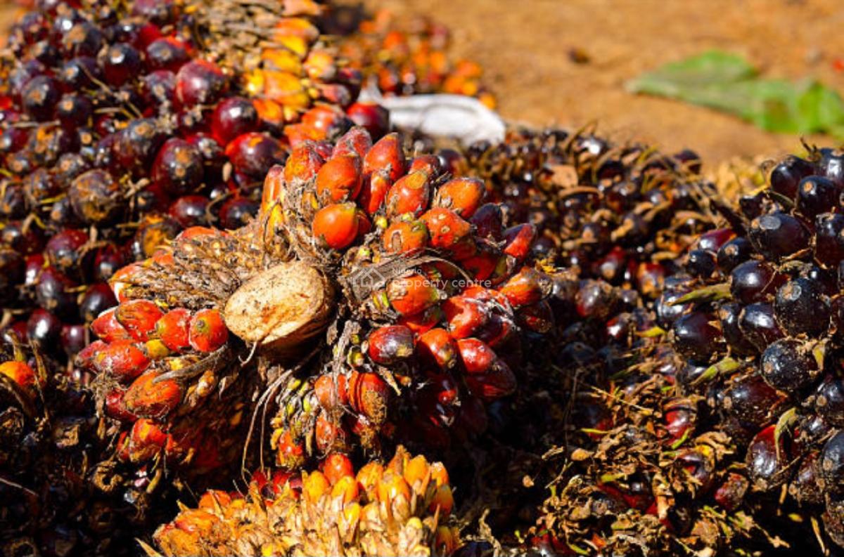 5,000 Acres of Palm Fruit Plantation Farm-land Situated at Ijebu East, Ijebu East, Ijebu East, Ogun, Commercial Land for Sale