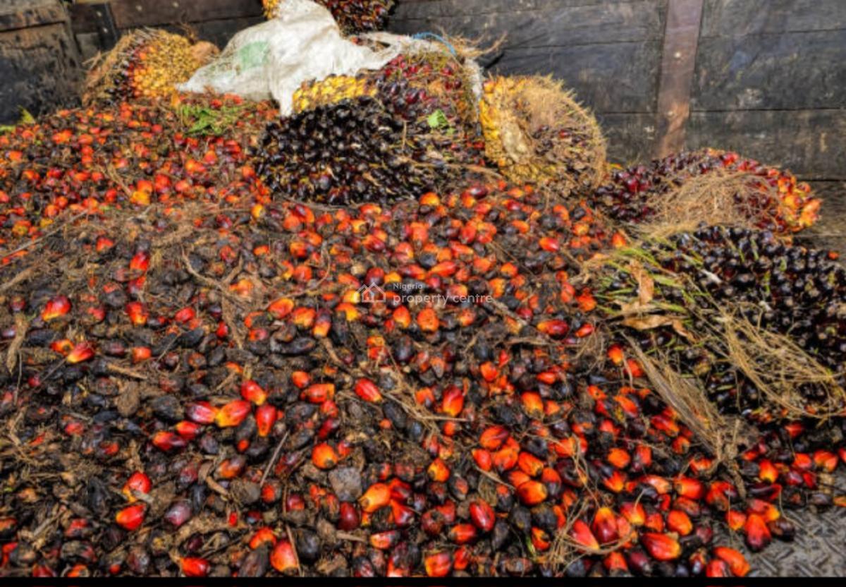 5,000 Acres of Palm Fruit Plantation Farm-land Situated at Ijebu East, Ijebu East, Ijebu East, Ogun, Commercial Land for Sale