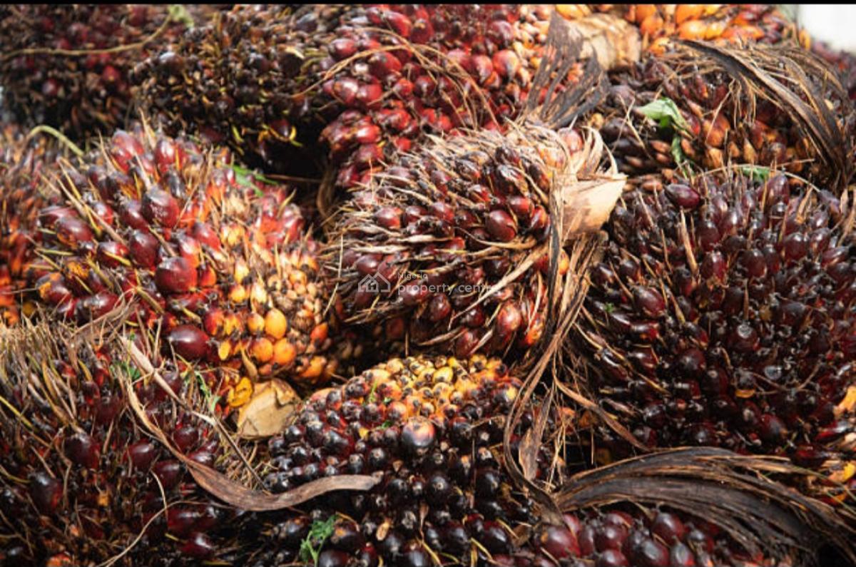 5,000 Acres of Palm Fruit Plantation Farm-land Situated at Ijebu East, Ijebu East, Ijebu East, Ogun, Commercial Land for Sale