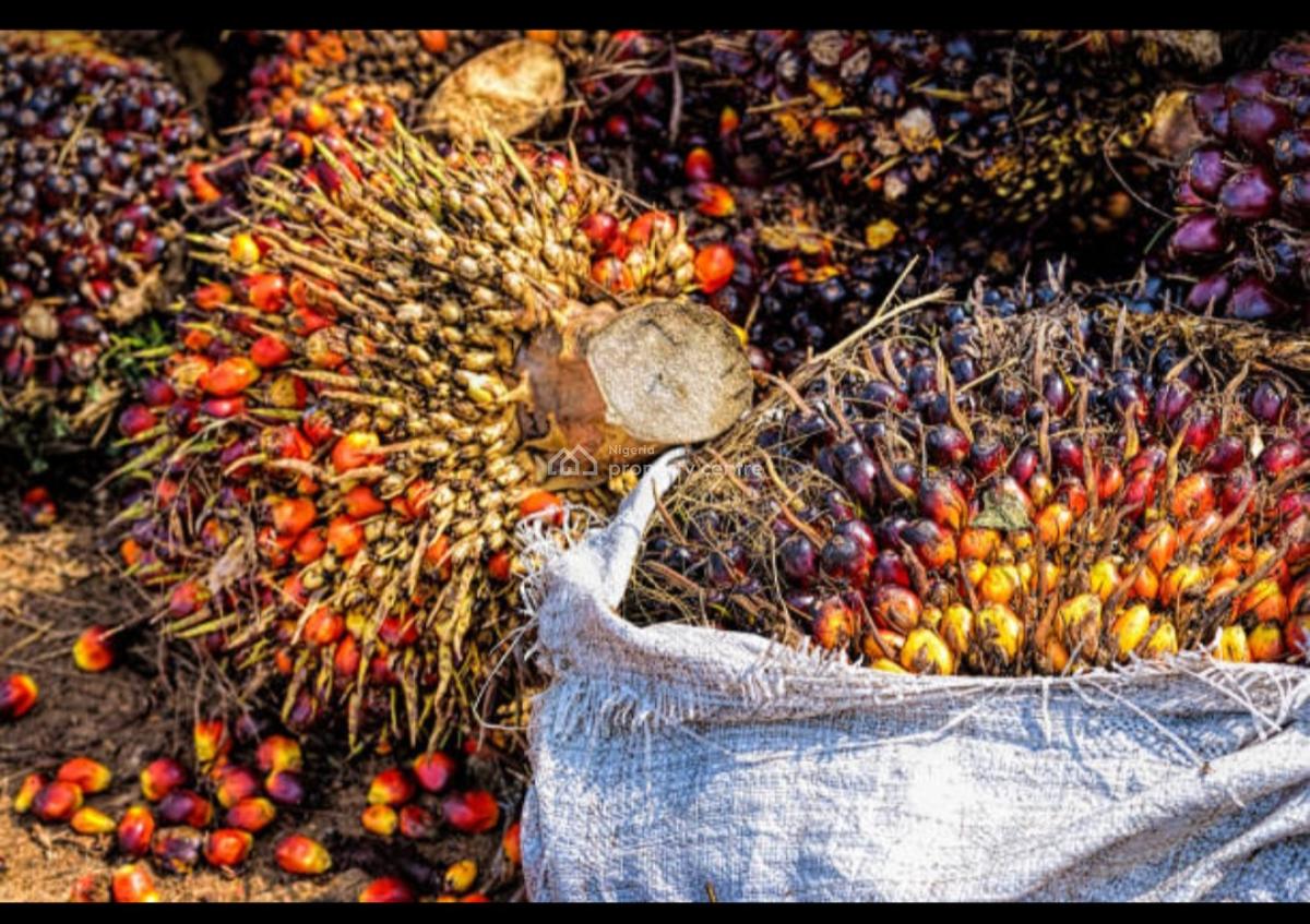 5,000 Acres of Palm Fruit Plantation Farm-land Situated at Ijebu East, Ijebu East, Ijebu East, Ogun, Commercial Land for Sale