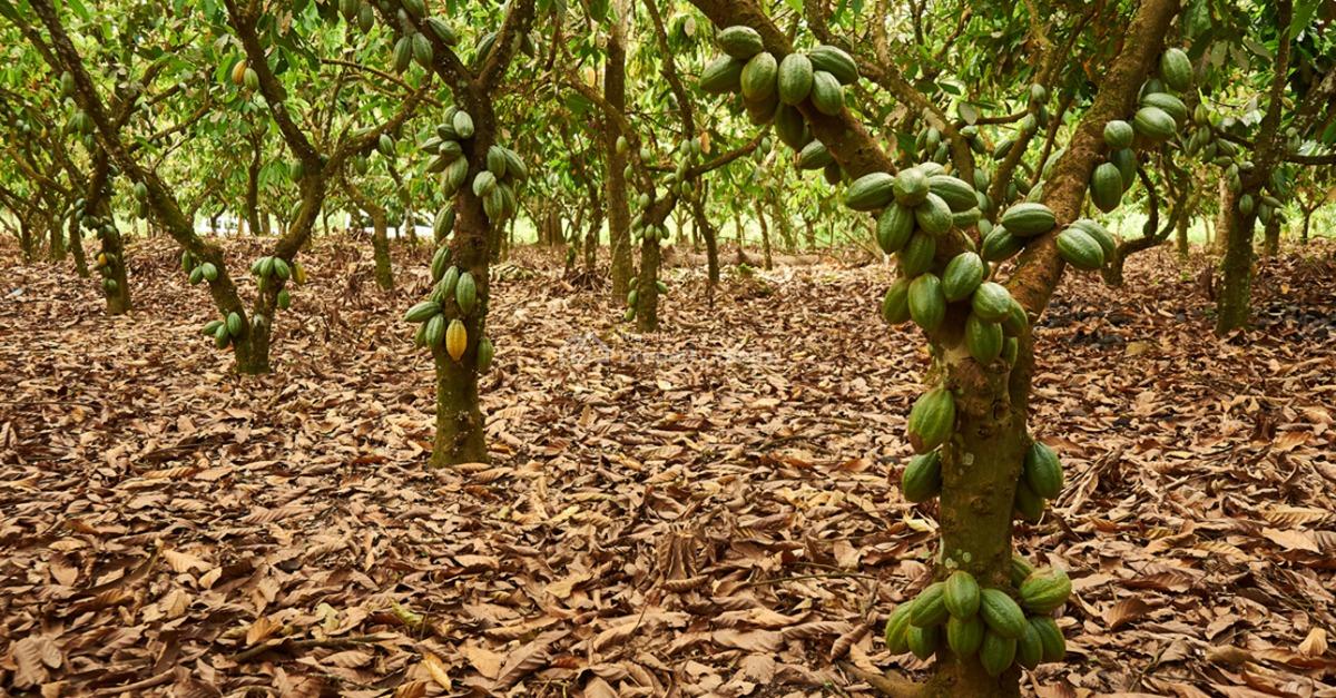 Invest in Cocoa Farmland,secure Your Future Now!, Cocoa Republic,buy One Or More Acre+400 Seedlings, Obafemi Owode, Ogun, Commercial Land for Sale