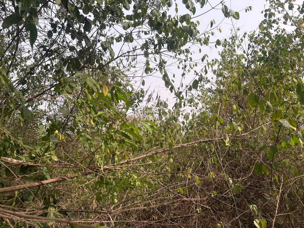 Own a Farmland, Off Ajebo-abeokuta Express, Obafemi Owode, Ogun, Land for Sale