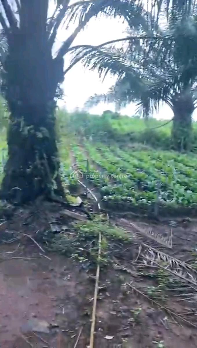 Matured Massive Palm Plantation, Ayetoro, Abeokuta North, Ogun, Mixed-use Land for Sale