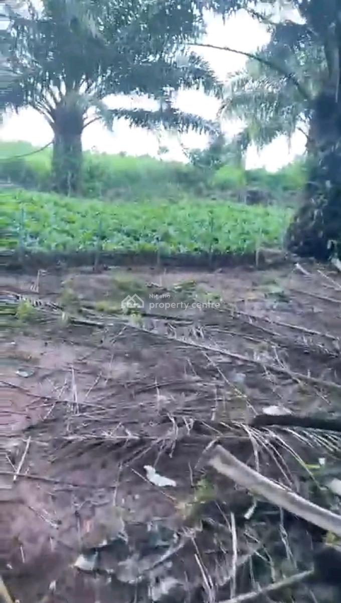 Matured Massive Palm Plantation, Ayetoro, Abeokuta North, Ogun, Mixed-use Land for Sale