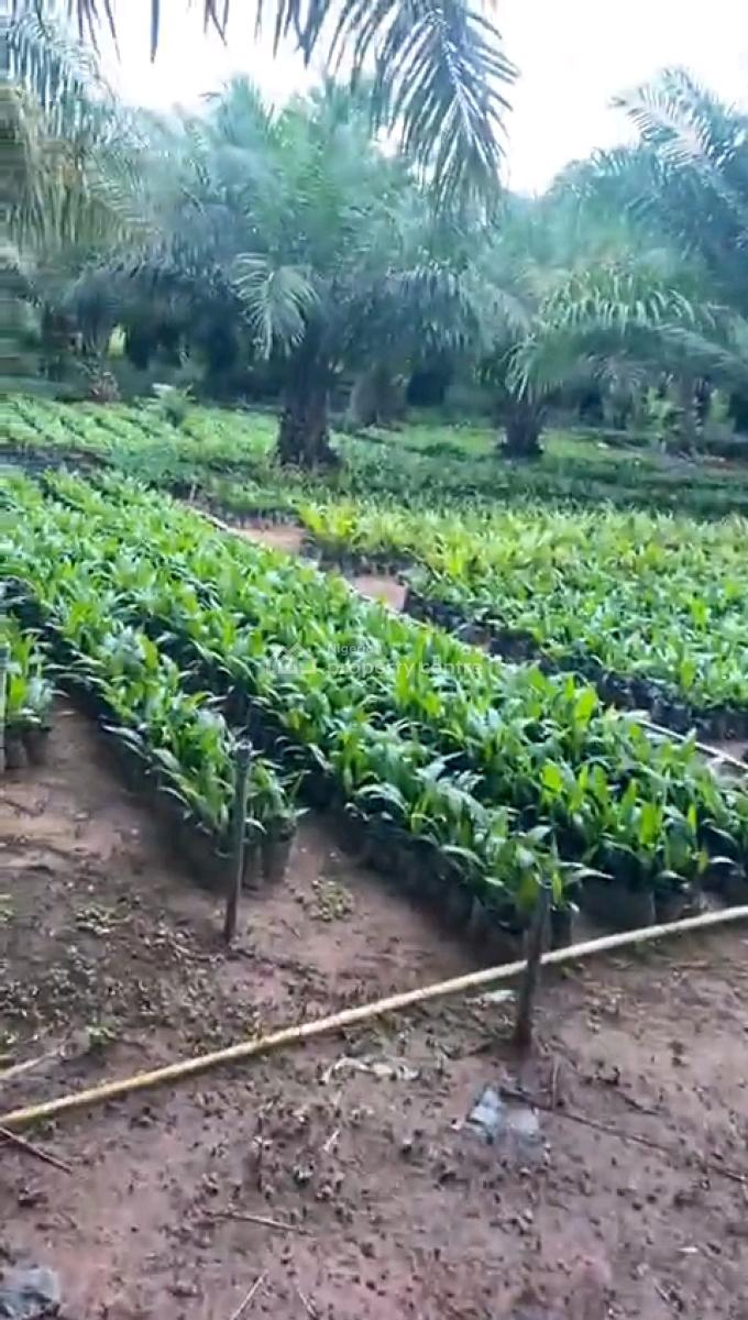 Matured Massive Palm Plantation, Ayetoro, Abeokuta North, Ogun, Mixed-use Land for Sale
