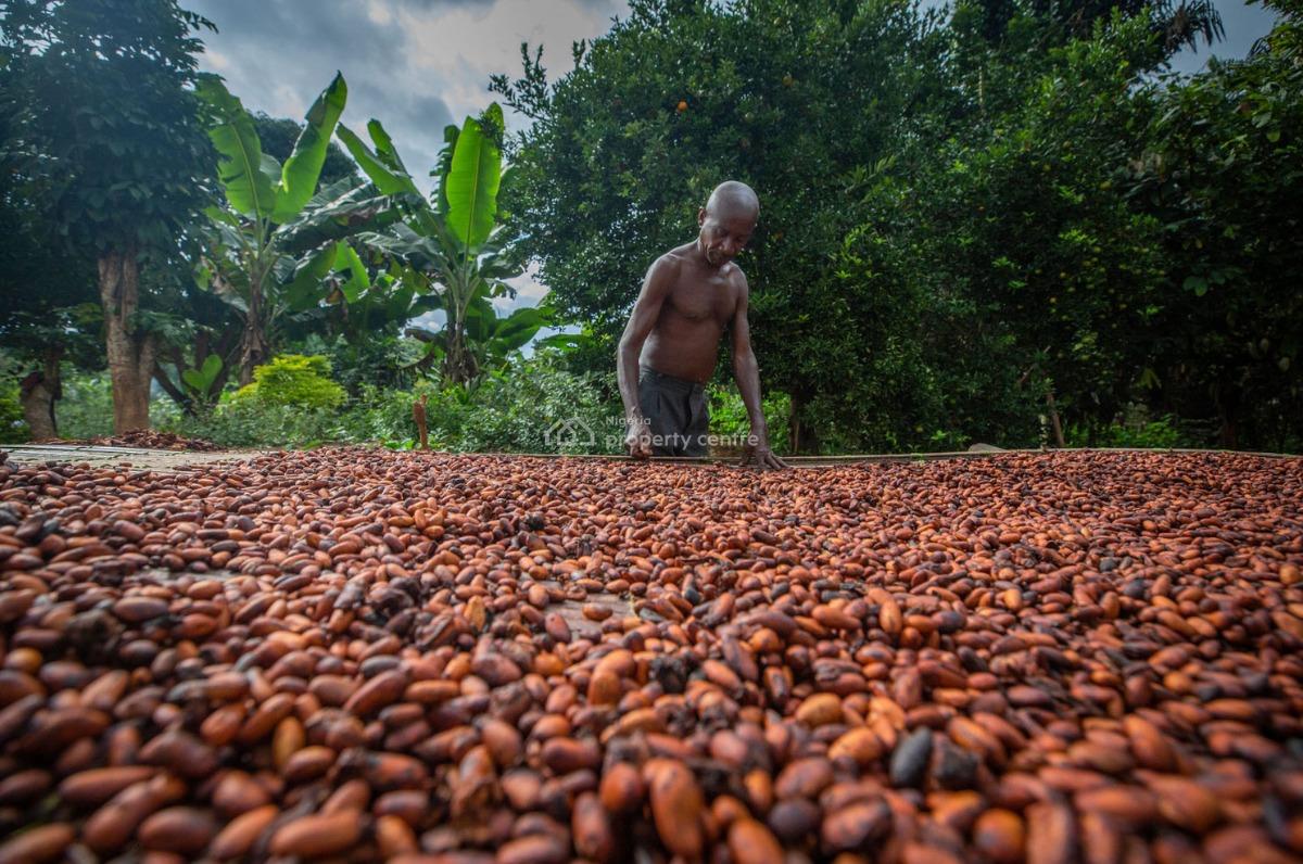 Invest in Cocoa Farmland,secure Your Future Now., Cocoa Republic,buy One Or More Acre Plus 400 Seedlings., Obafemi Owode, Ogun, Commercial Land for Sale