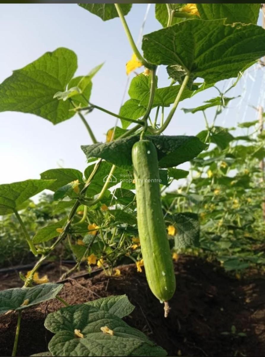 Farmland Available in an Agricultural Allocated Area, Abeokuta North, Ogun, Land for Sale