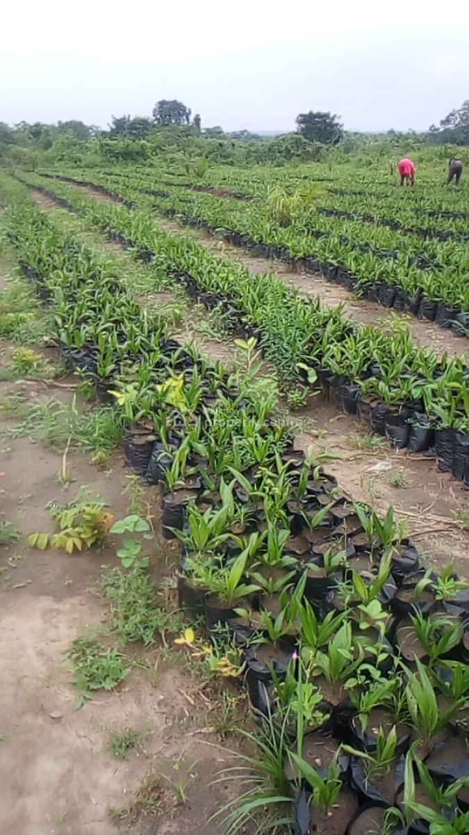 Do You Own Assets? Is Your Asset Bankable? Is It a Productive Asset?, Abeokuta, Odeda, Ogun, Land for Sale