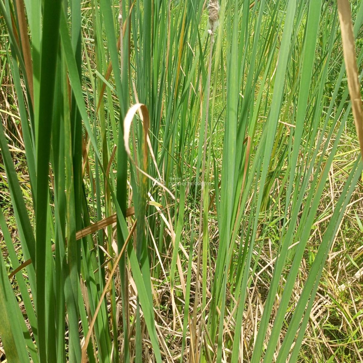 a Quarter Plot of Land in a Call to Access Estate, Silver Point Estate Badore Ajah-lekki, Badore, Ajah, Lagos, Residential Land for Sale