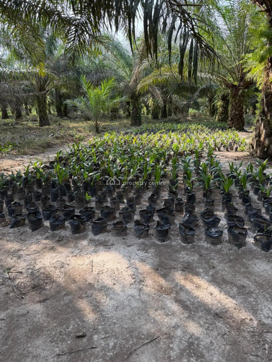 Acres of Palm Oil Investment in Serene Environment, Harvest Groove in Ayepe, Odogbolu Lga, Immediately After Epe Toll Gate, Km 46, Ogun, Commercial Land for Sale