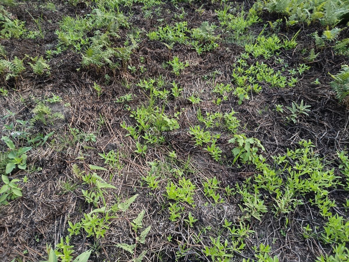 a Full Plot of Land with a Bungalow (nice and Organized Estate), Ojodu, Lagos, Detached Bungalow for Sale