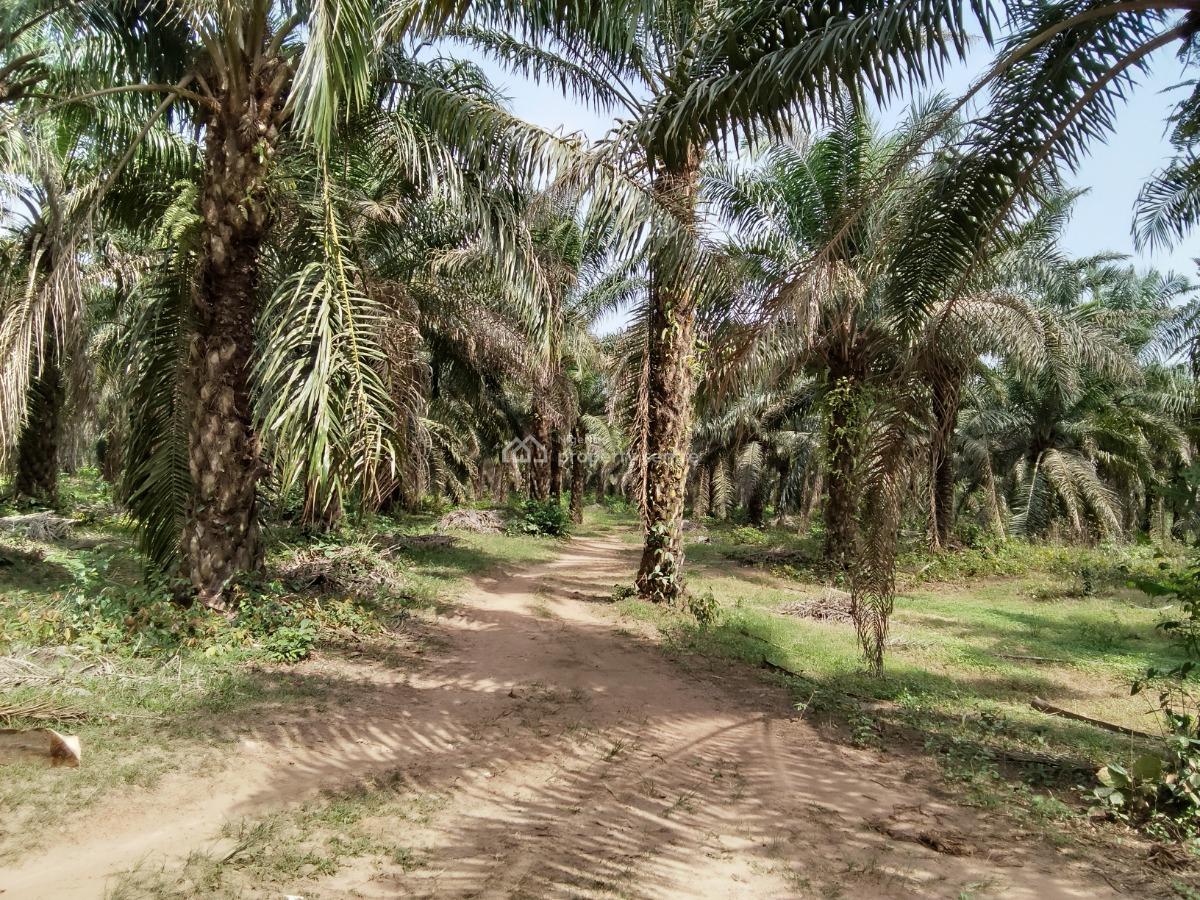 5,000 Acres of Palm-fruit Plantation Farm-land, Along Ogbere Road, Off Sagamu-ore-benin Expressway., Ijebu East, Ogun, Commercial Land for Sale