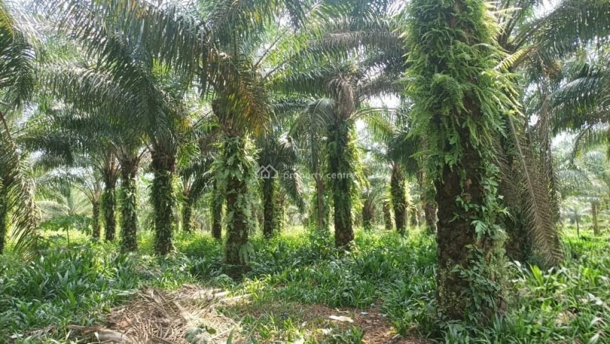 5,000 Acres of Palm-fruit Plantation Farm-land, Along Ogbere Road, Off Sagamu-ore-benin Expressway., Ijebu East, Ogun, Commercial Land for Sale