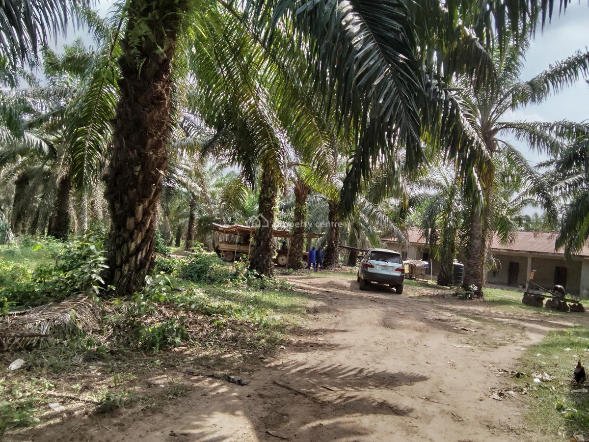 5,000 Acres of Palm-fruit Plantation Farm-land, Along Ogbere Road, Off Sagamu-ore-benin Expressway., Ijebu East, Ogun, Commercial Land for Sale
