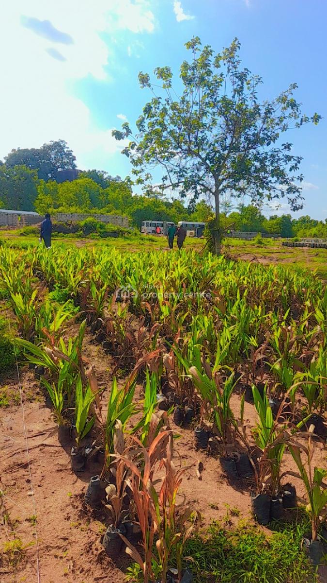 Acres & Hectares of Plantain and Palm Oil Farmlands at Iseyin Ibadan, Iseyin, Ibadan, Oyo, Land for Sale