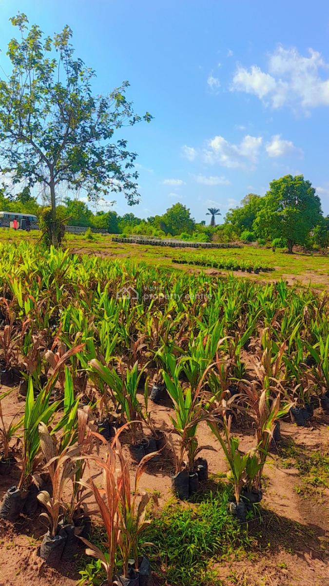 Acres & Hectares of Plantain and Palm Oil Farmlands at Iseyin Ibadan, Iseyin, Ibadan, Oyo, Land for Sale
